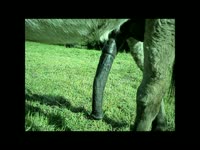 Big horse dick got filmed in animal porno